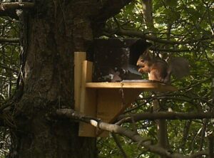 Red Squirrel at Ballykinler Training Area. [Crown Copyright/MOD2015]