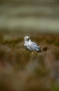 A hen harrier on the ground. [Copyright RSBP]