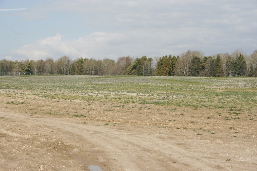 Part of the site of the new homes. [Crown Copyright/MOD2016]