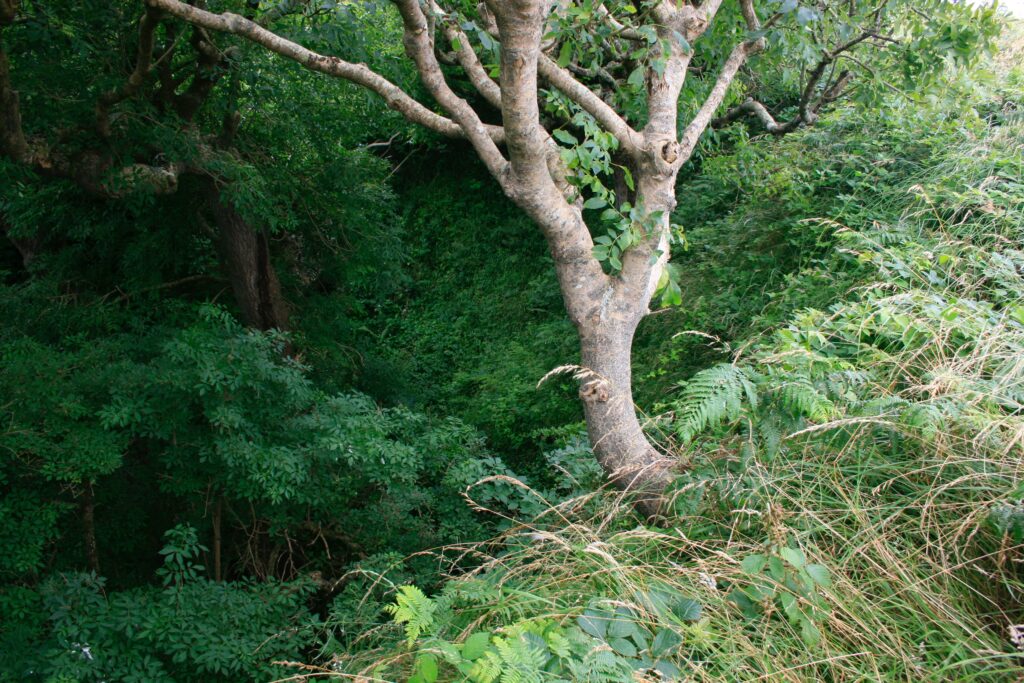 Trees growing in the 'Sunken Forest'. [Crown Copyright/MOD2016]