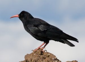 Much of Bob's work centred around choughs.