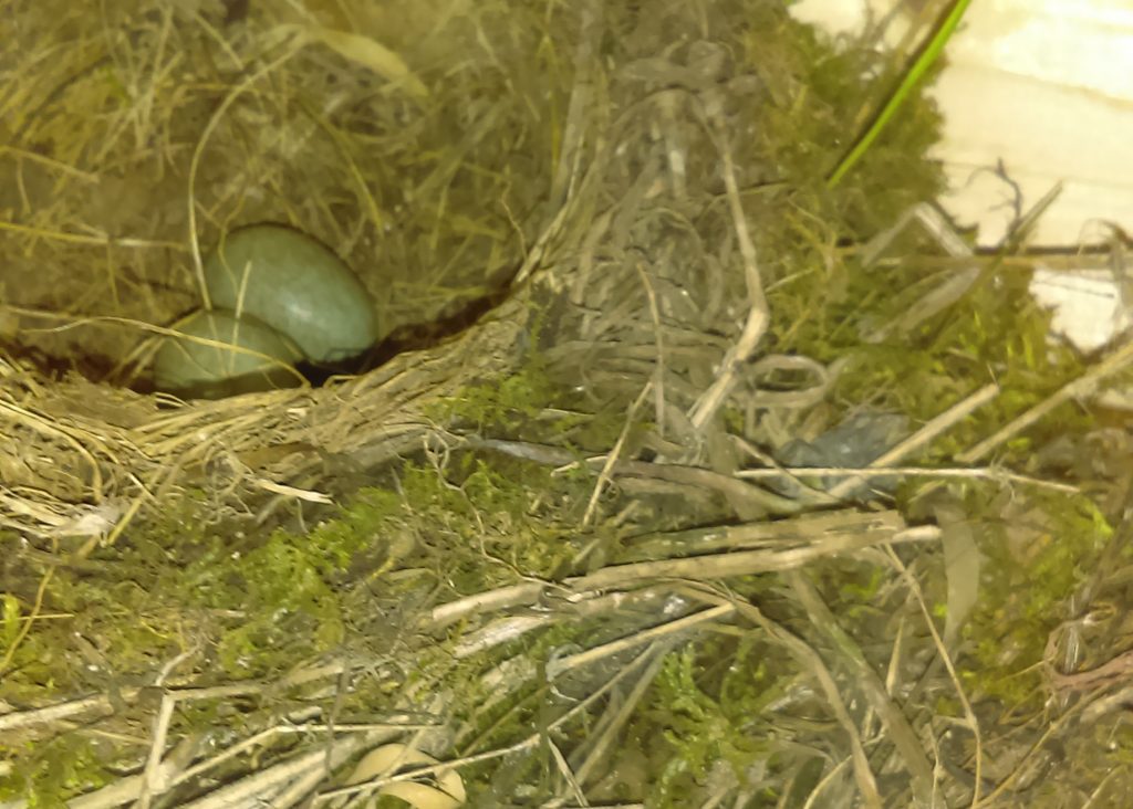 Blackbird eggs in one of the houses being constructed. [Skanska]