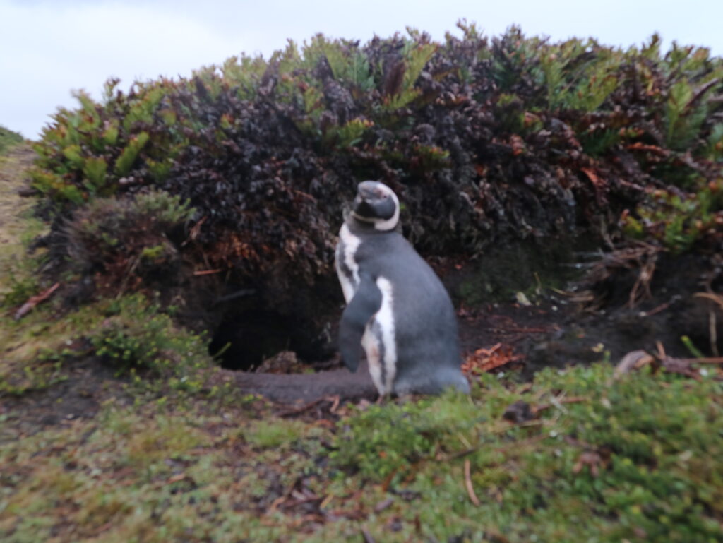 One of the local penguins. [Crown Copyright/MOD2017]