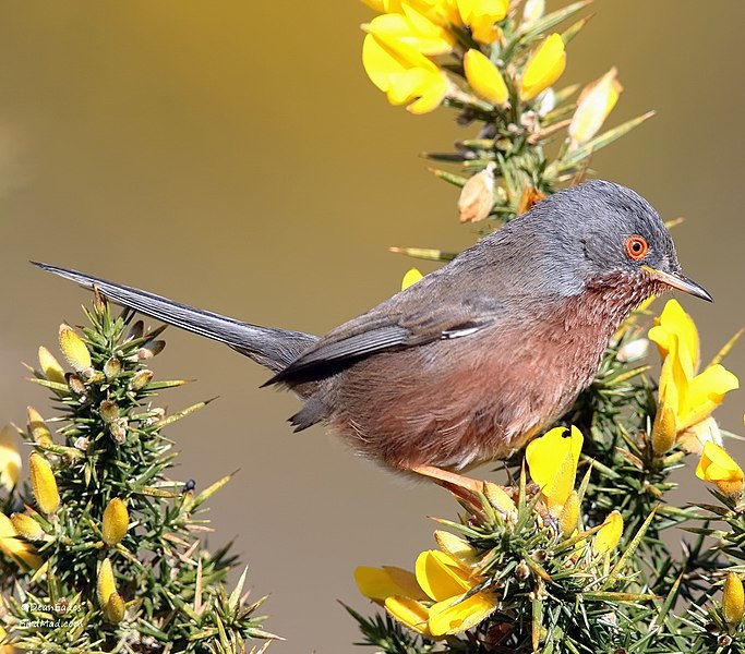 Dartmoor Warbler [Copyright, Creative Commons 2018]