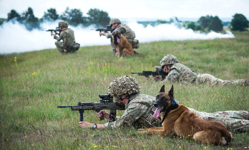 Dogs and their handlers from 102 Military Working Dogs Sqn taking part in a live fire exercise on the Sennelager Ranges in Germany. [Crown Copyright/MOD 2016]