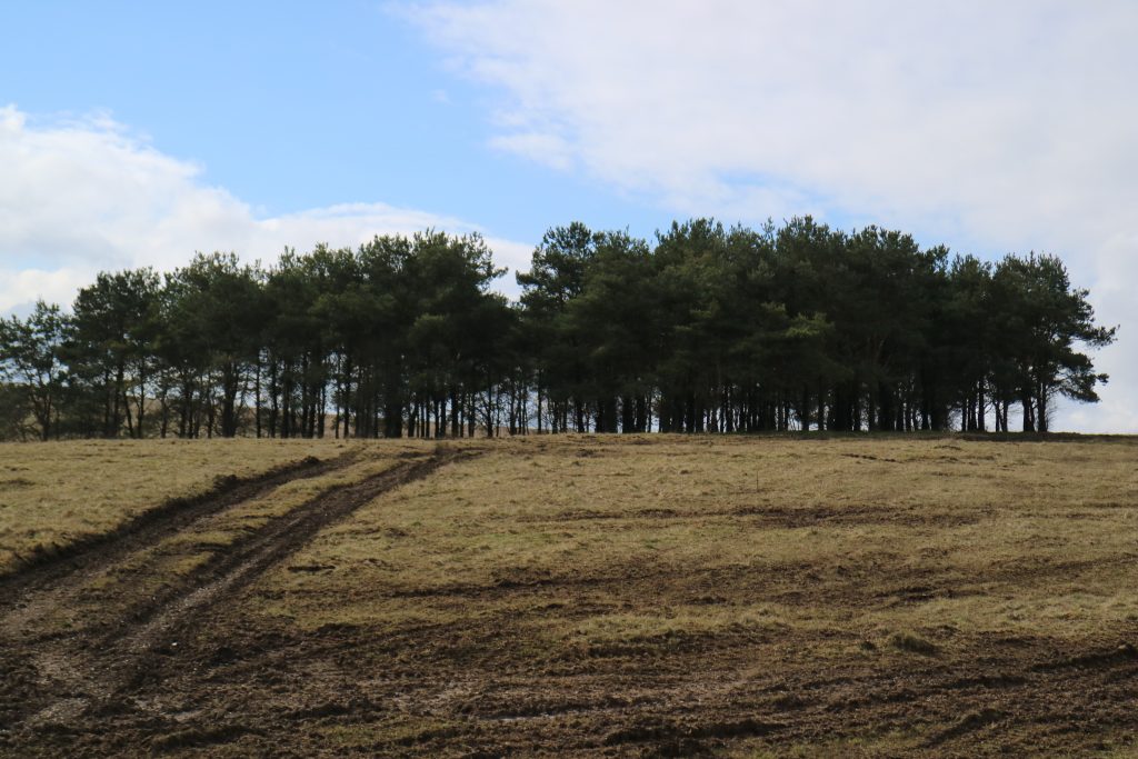 An area of grassland on Salisbury Plain Training Area, with muddy vehicle tracks leading to a copse of trees at the rear of the image.