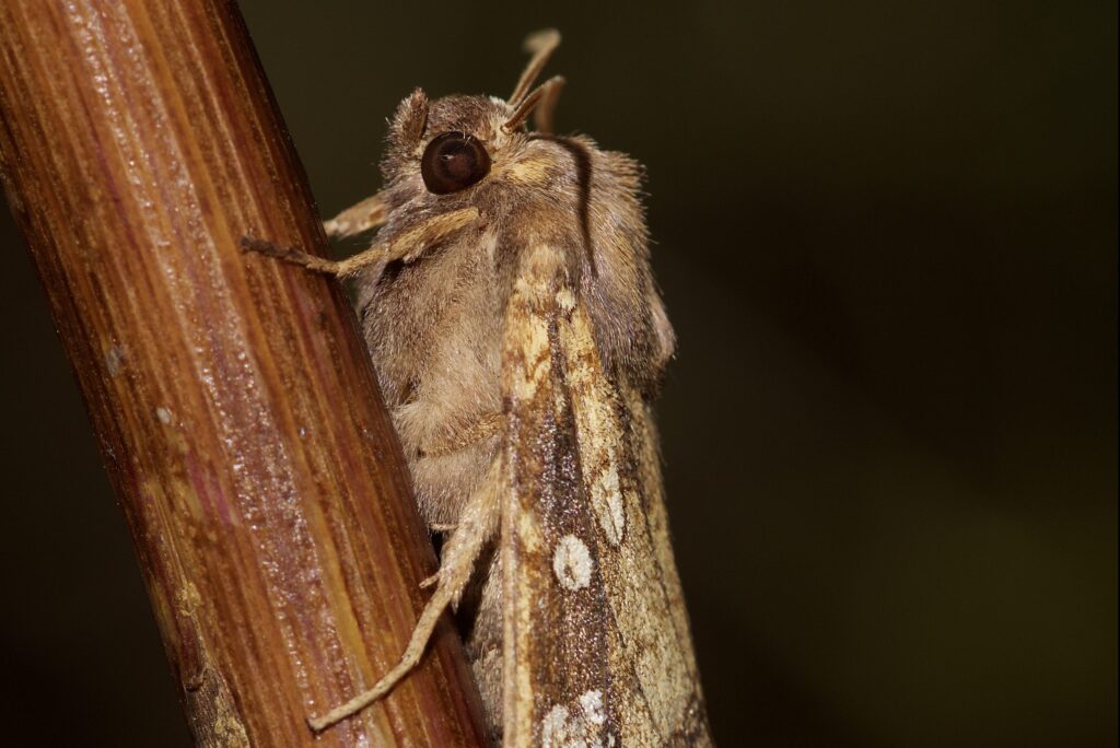 A Fisher's Estuarine moth perched on a stick. 