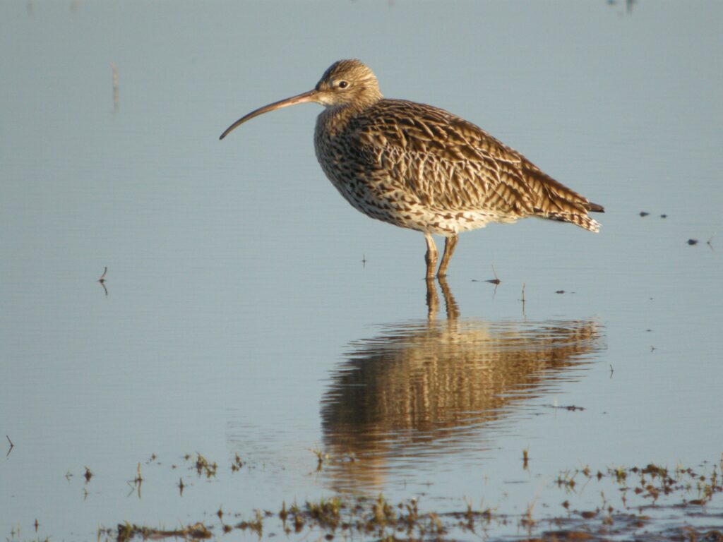 Adult curlew wading in body of water