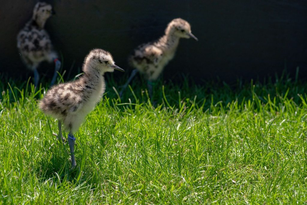 Three newly hatched curlew chicks at Slimbridge Nature Reserve