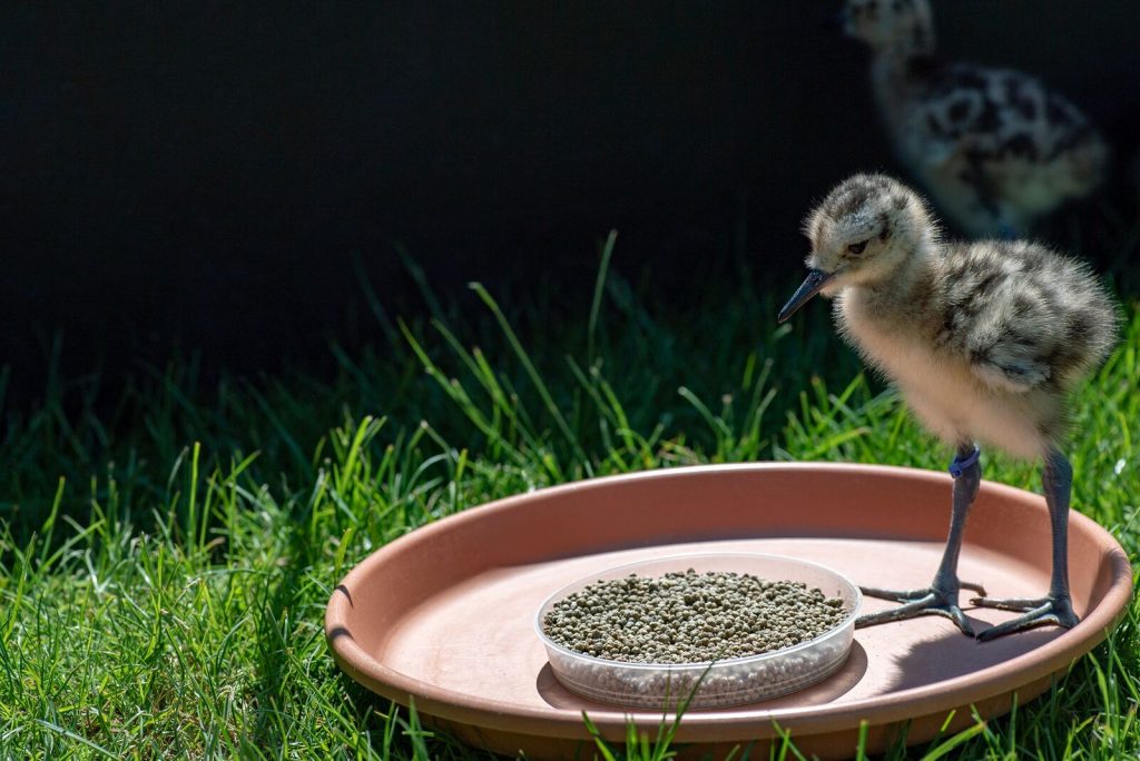 Curlew chick with bird seed feeding time