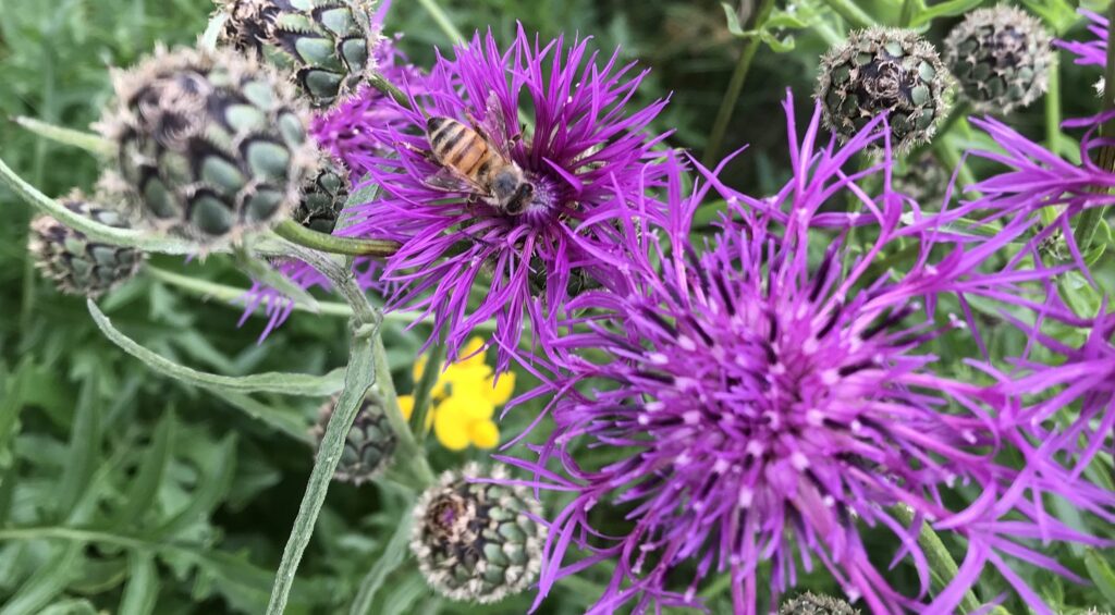 A brown honey bee has perched on a purple flower. There is another purple flower next to it and grass surrounding the flower.