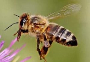 The Cornish Black Bumblebee has a large black striped tail, fuzzy yellow body and head and two black antlers and clear wings. It is hovering over a purple flower.