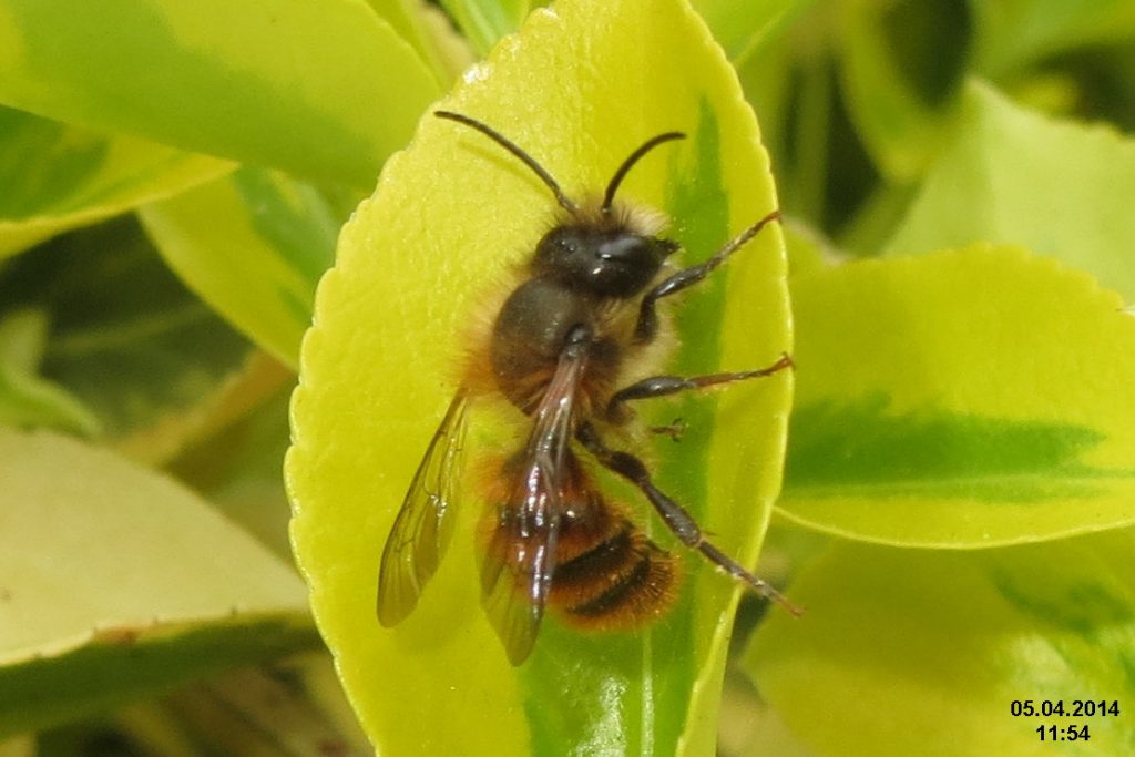 A bee on a very light green leaf. 