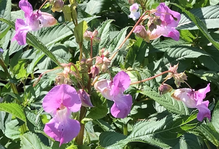 The Himalayan Balsam has purple flowers and large green leaves around it