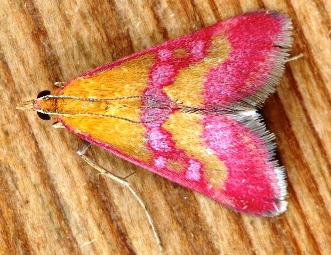 Pictured is a yellow butterfly with dark pink colours at the bottom of its wings and edges sitting on a wooden top.