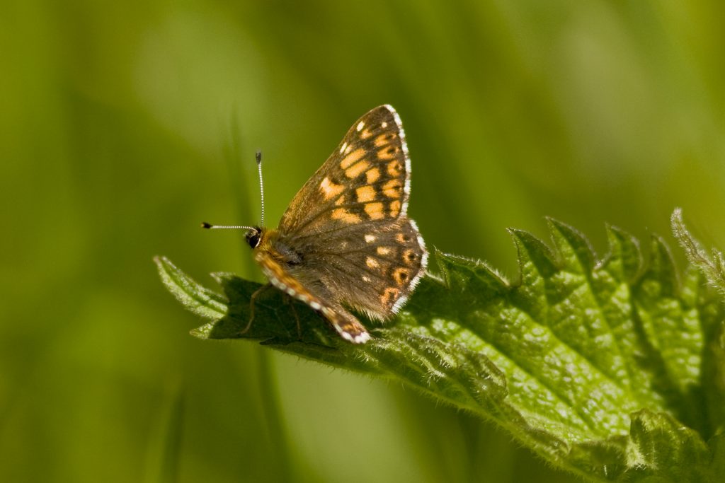 Duke of burgundy butterfly sitting on a leaf. It is dark brown with light brown square parts on its wings