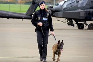 MOD Guard Service – Inside DIO