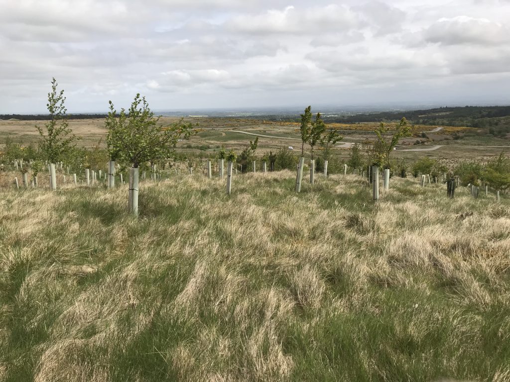 The Catterick Training Area is covered in green and yellow field. There are some wooden piles with small trees on to grow trees on the training area.