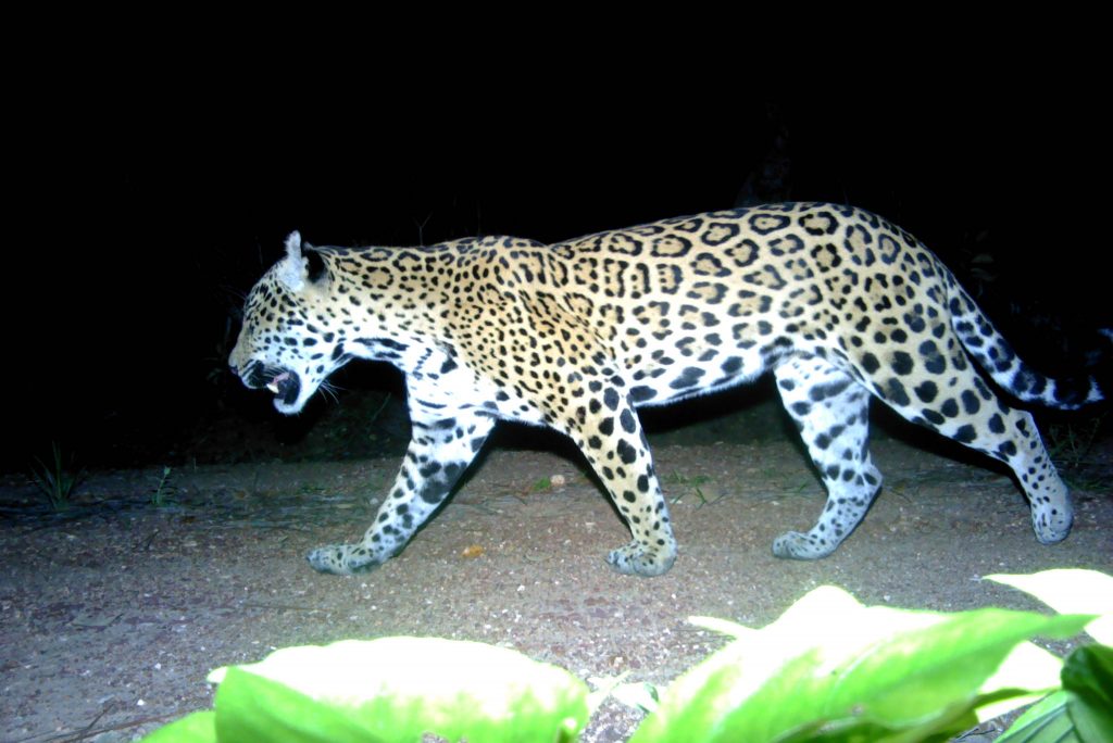 A night time shot of a jaguar walking through the jungle. In the foreground is a green plant, lit brightly by the camera's flash. The jaguar is a big cat with light fur and many darker patches to create a mottled effect.
