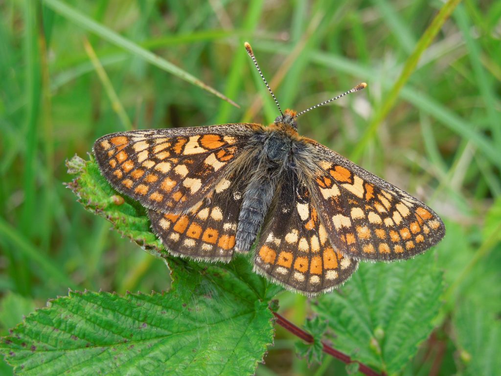 A orange and yellow patterned butterfly is sitting on a leaf. 