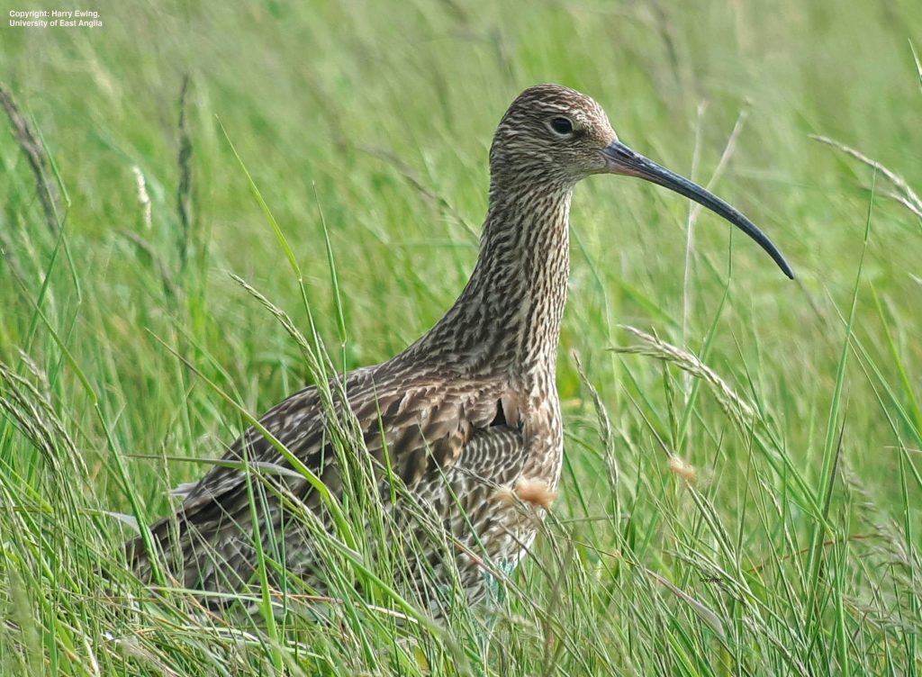 A curlew bird has dark brown feathers with a long black beak pictured in green grass.