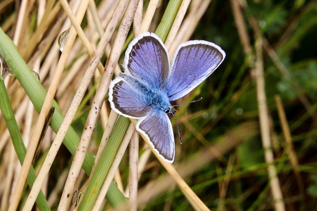 A blue butterfly on some long grass.