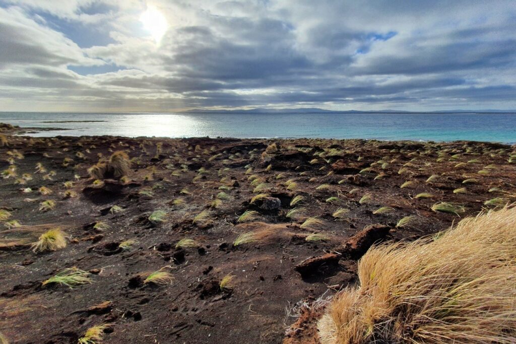 A large number of newly planted tussac grass 'tillers' can be seen growing across a stretch of otherwise muddy and barren land that s bordered by the coast.