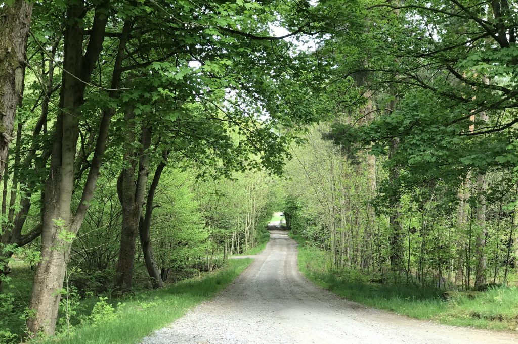 The photo shows a road which is surrounded on both sides by areas of grass and trees, which are of a healthy, vibrant green appearance.