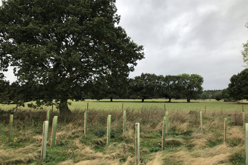 In the foreground, there is a plantation of tree saplings which are growing in plastic tubes. Behind them are several large trees and open grassland.