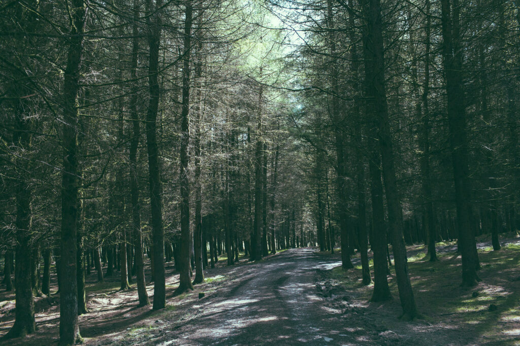 Woodland in Sennybridge with sun coming through the trees