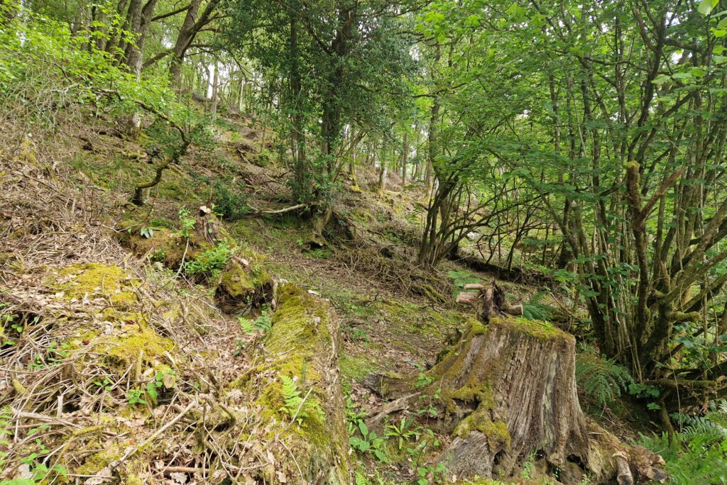 Green trees in teh background with a brown tree stump in the foreground where Rhododendron have been cleared