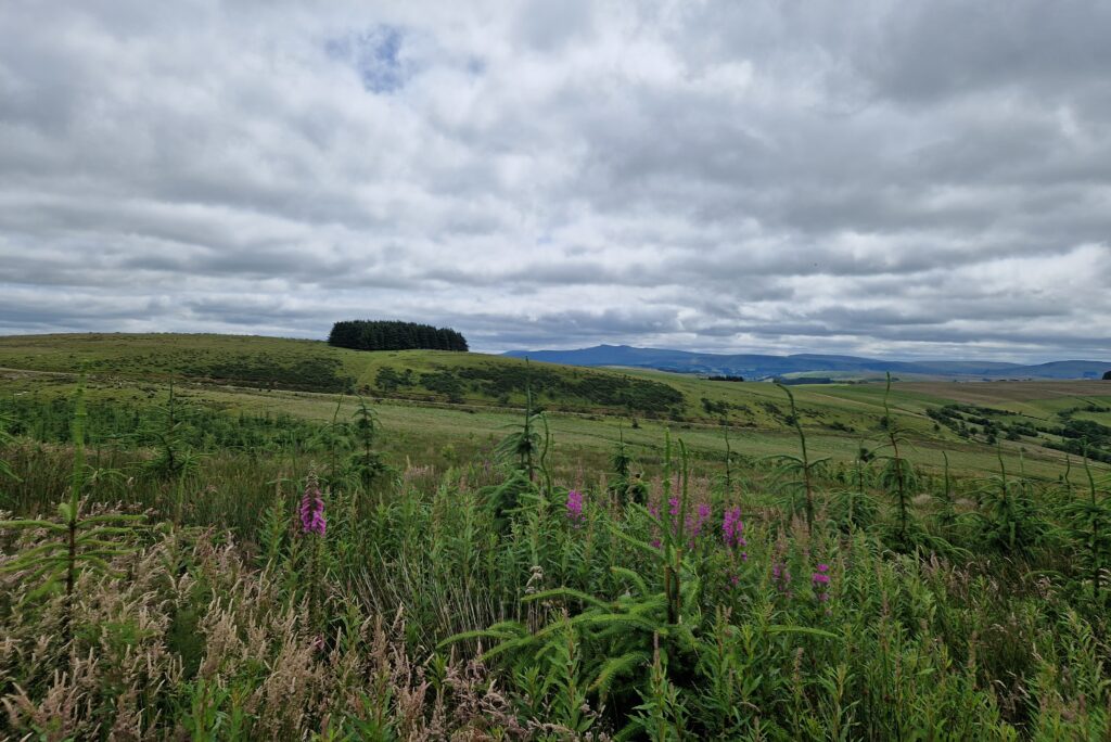 Woodland in the distance with a cloudy grey sky with snippets of blue