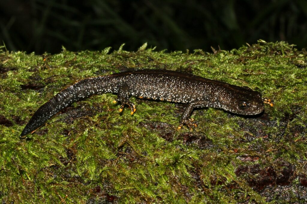 A photo showing a great crested newt - an amphibian that is almost black in colour, with spotted flanks and warty skin.