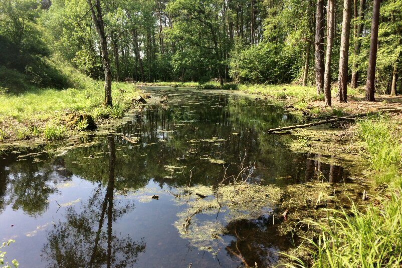 A large pond bordered by green, grassy verges with trees growing near their edges