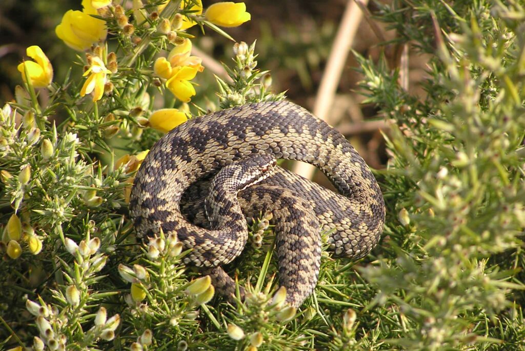 An adder snake curled up in a section of leafy scrub