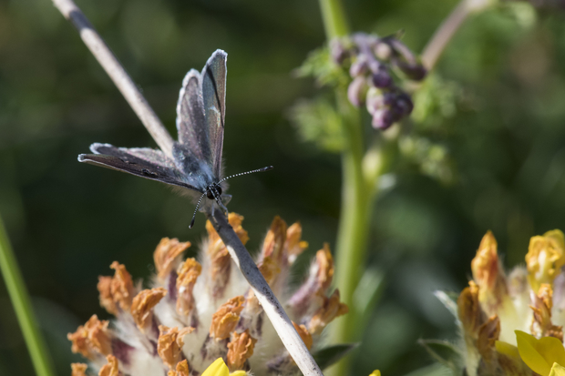 A butterfly perched on a cluster of small, yellow flowers. The butterfly’s underwings can be seen and have a silvery-grey colouring, with several dark blue spots on them.