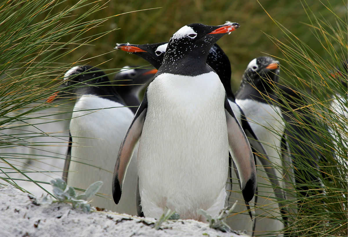 A group of penguins walk on the sand in the Falkland Islands.