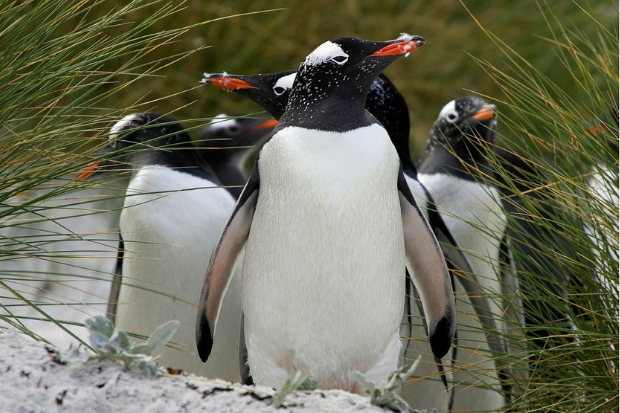 A group of penguins walking on sand.