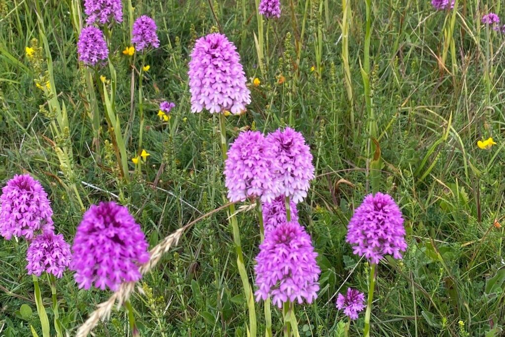 Purple flowers growing from a grassy area.