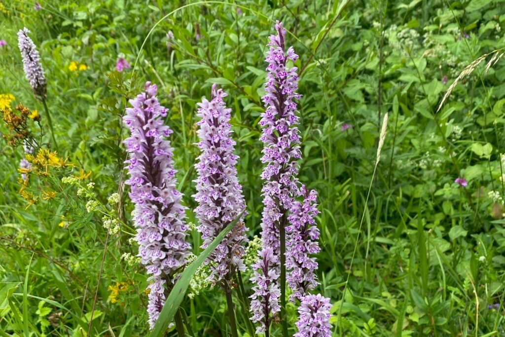 Lilac wild flowers growing in a grassy area.