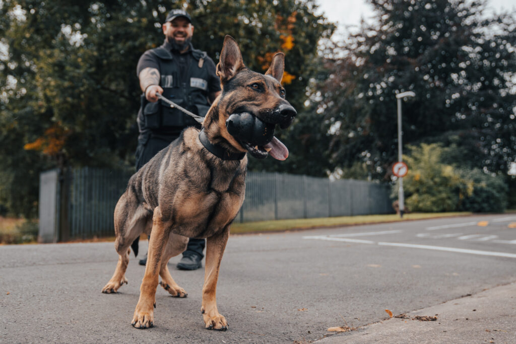 Chris, a bearded white man in a black uniform, holds the lead of a Wraith, a dog straining the lead as it pulls towards the camera. The camera is low, looking up at the dog. The dog is in sharp focus but Chris is not.