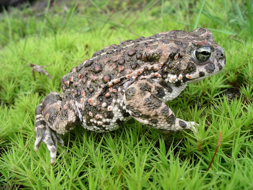 A brown and white spotted toad sits on green grass. 