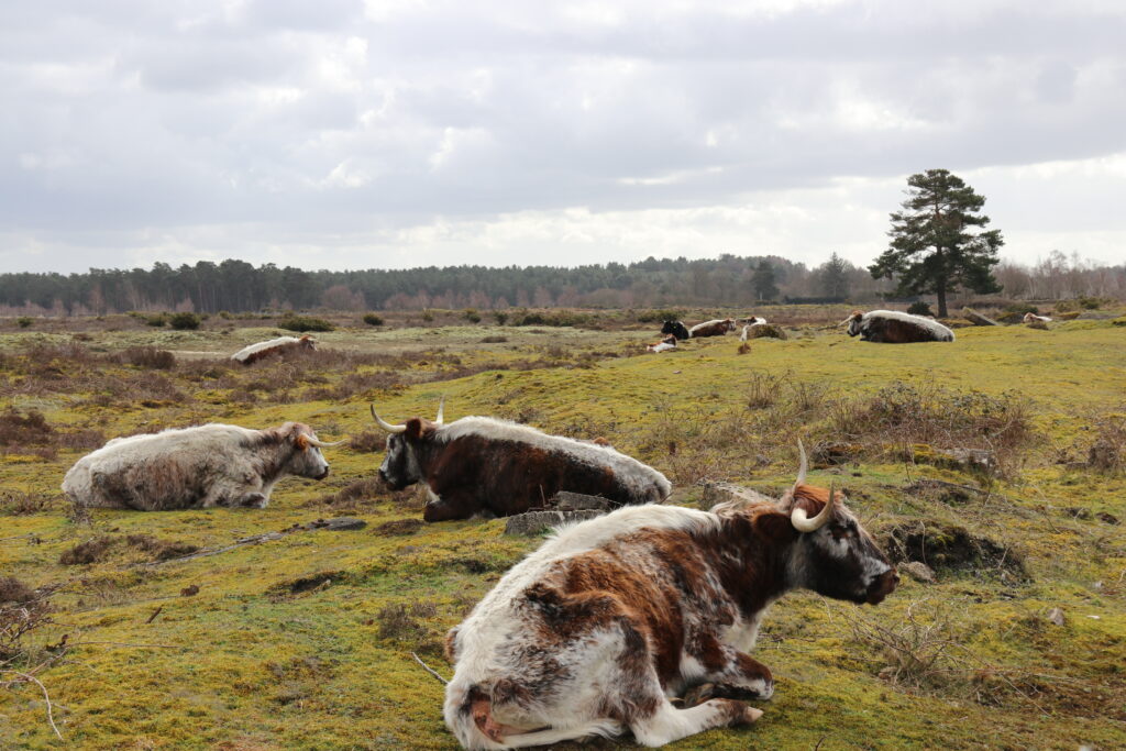 Several long horn cows are seen to be lying down in a field of green grass.